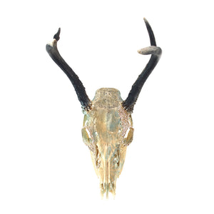 Stephanie Dillon Art x RBJ (teal deer skull)